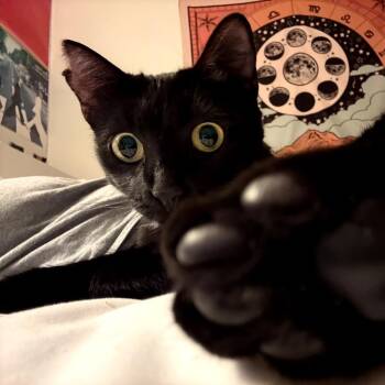 Domestic Short Hair and Bombay Cats Available for Adoption - Polly | PetCurious