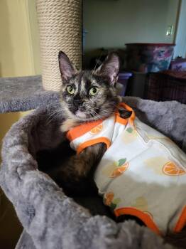Domestic Short Hair Cats Available for Adoption - Myelin | PetCurious