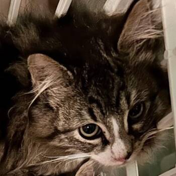 Domestic Long Hair Cats Available for Adoption in Moses Lake, Washington - Leonidas | PetCurious