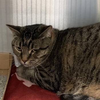 Rescue Domestic Short Hair Cats for Adoption in St. Louis, Missouri - TOAST MALONE | PetCurious