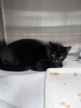 ARENDA -  Domestic Short Hair Cat for Adoption in Westminster, Maryland - ARENDA | PetCurious