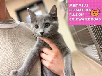 Rescue Domestic Short Hair Cats for Adoption in Fort Wayne, Indiana - CREEPY CARMEN | PetCurious