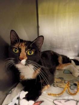 MRS FRIZZLE -  Domestic Short Hair Cat for Adoption in West Valley City, Utah - MRS FRIZZLE | PetCurious