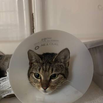 Domestic Short Hair Cats Available for Adoption - Trinity | PetCurious