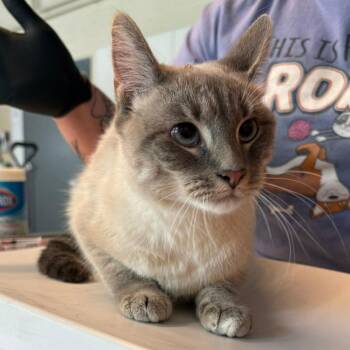 Domestic Short Hair Cats Available for Adoption in Huntington, West Virginia - Harley Quinn | PetCurious