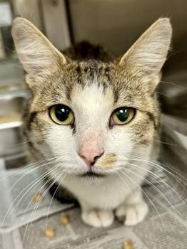 Mellow Fellow -  Domestic Short Hair Cat for Adoption in Wichita, Kansas - Mellow Fellow | PetCurious