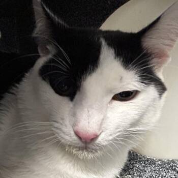 Domestic Short Hair Cats Available for Adoption in Greenville, South Carolina - Spot | PetCurious