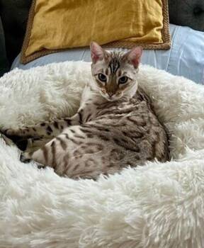 Bengal Cats Available for Adoption in Montgomery, New Jersey - Coco Chanel | PetCurious
