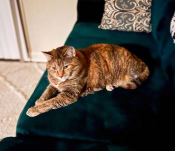 Domestic Short Hair Cats Available for Adoption in Columbia, South Carolina - Ceelee | PetCurious