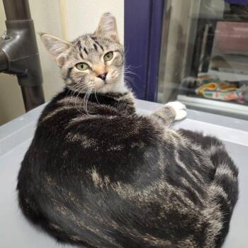 Frost -  Domestic Short Hair Cat for Adoption in Oshkosh, Wisconsin - Frost | PetCurious