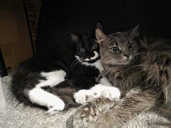 Domestic Long Hair Cats Available for Adoption in Wilmington, North Carolina - Lady Gray | PetCurious