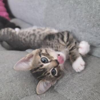 Walla Onion 21 -  Domestic Short Hair Cat for Adoption in Austin, Texas - Walla Onion 21 | PetCurious