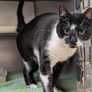 Maverick -  Domestic Short Hair Cat for Adoption in St. Augustine, Florida - Maverick | PetCurious