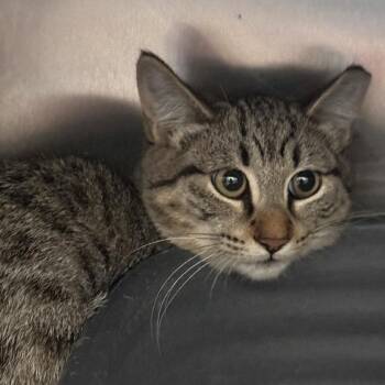 Kim -  Domestic Medium Hair Cat for Adoption in Fort Bragg, California - Kim | PetCurious