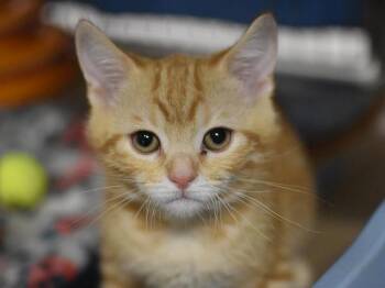 Pepaw -  Domestic Short Hair and British Shorthair Cat for Adoption in Portland, Oregon - Pepaw | PetCurious
