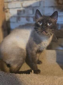 Toast        WC 1174 -  Domestic Short Hair Cat for Adoption in Metamora, Illinois - Toast        WC 1174 | PetCurious