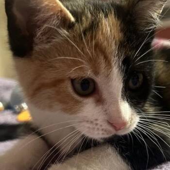Francine -  Domestic Short Hair Cat for Adoption in Philadelphia, Pennsylvania - Francine | PetCurious