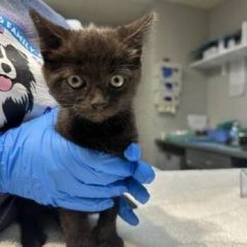 Joey -  Domestic Short Hair Cat for Adoption in Indianapolis, Indiana - Joey | PetCurious