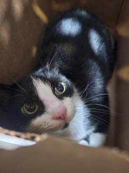 Domestic Short Hair Cats Available for Adoption in Dallas, Texas - PANDA | PetCurious