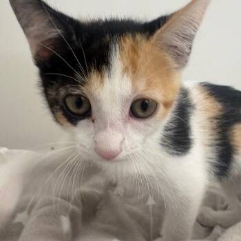 Violet -  Domestic Short Hair Cat for Adoption in Brockton, Massachusetts - Violet | PetCurious