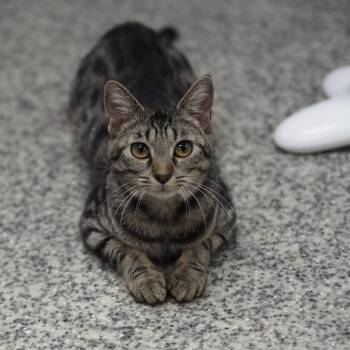 Domestic Short Hair Cats Available for Adoption - Moxie | PetCurious