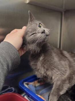 Cabbage -  Domestic Short Hair Cat for Adoption in Westland, Michigan - Cabbage | PetCurious