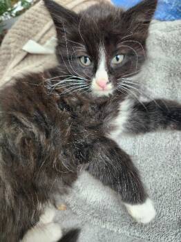 Shane -  Domestic Medium Hair Cat for Adoption - Shane | PetCurious