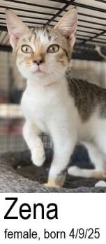 Rescue Domestic Short Hair Cats for Adoption in Ocean Isle Beach, North Carolina - Zena | PetCurious