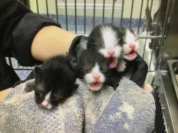 Domestic Short Hair Cats Available for Adoption in Thousand Palms, California - MONKEY | PetCurious
