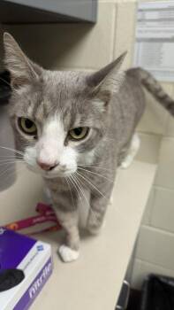 Domestic Short Hair Cats Available for Adoption in Wichita, Kansas - Sebastian | PetCurious