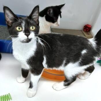 Trellis -  Domestic Short Hair Cat for Adoption - Trellis | PetCurious