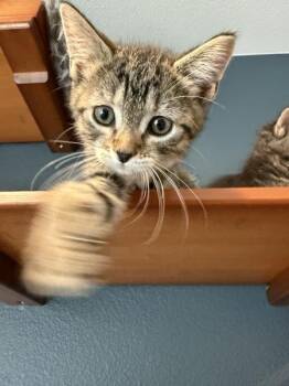 Liz 5180 -  Domestic Short Hair Cat for Adoption in Bonsall, California - Liz 5180 | PetCurious