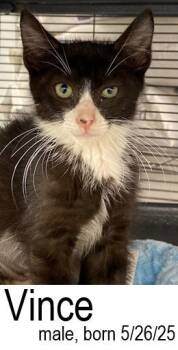 Rescue Domestic Medium Hair Cats for Adoption in Ocean Isle Beach, North Carolina - Vince | PetCurious