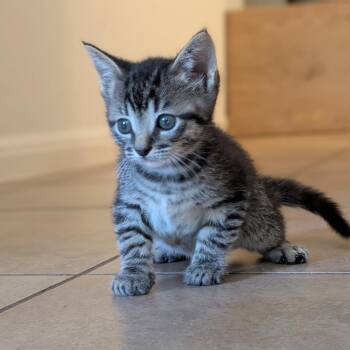 Cinnabon 9 -  Domestic Short Hair Cat for Adoption in Austin, Texas - Cinnabon 9 | PetCurious