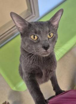 ROBIN -  Domestic Short Hair Cat for Adoption in Decatur, Illinois - ROBIN | PetCurious