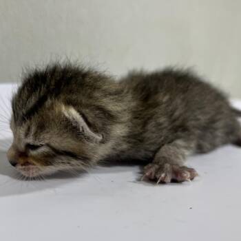 Snickers -  Domestic Short Hair Cat for Adoption in Tampa, Florida - Snickers | PetCurious