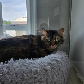 Callie -  Domestic Long Hair Cat for Adoption in Ridgely, Maryland - Callie | PetCurious