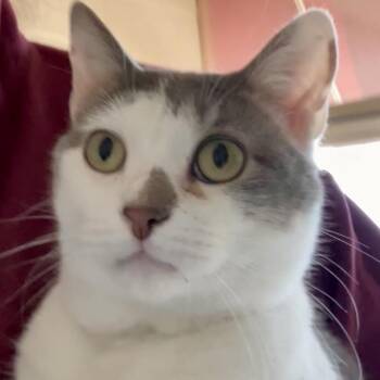 Mr. Bear -  Domestic Short Hair Cat for Adoption in Dekalb, Illinois - Mr. Bear | PetCurious