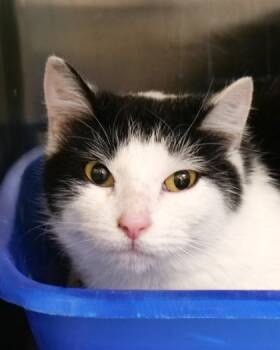 Rescue Domestic Short Hair Cats for Adoption in Fishers, Indiana - Irene | PetCurious