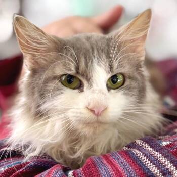Domestic Long Hair Cats Available for Adoption - Lilly | PetCurious