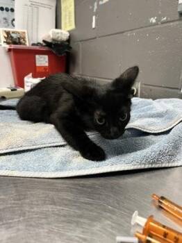 Meep -  Domestic Short Hair Cat for Adoption in Fort Worth, Texas - Meep | PetCurious