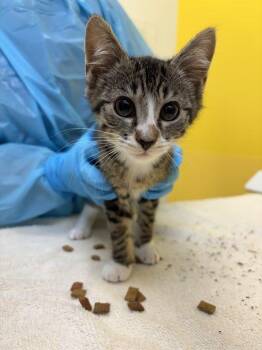 Dempsey -  Domestic Short Hair Cat for Adoption in Raleigh, North Carolina - Dempsey | PetCurious