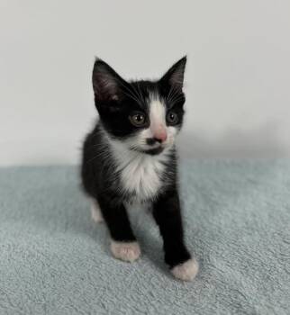 Cosmopolitan -  Domestic Short Hair Cat for Adoption in Effingham, Illinois - Cosmopolitan | PetCurious