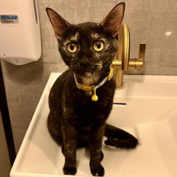 Runway -  Domestic Short Hair Cat Available for Adoption - Runway | PetCurious