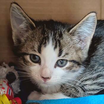 Ruffles -  Domestic Short Hair Cat for Adoption in Jefferson, Wisconsin - Ruffles | PetCurious
