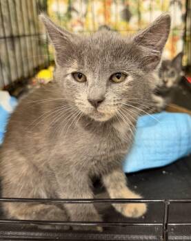 Luna -  Dilute Tortoiseshell Cat for Adoption in Bridgeton, North Carolina - Luna | PetCurious