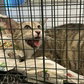 Little Bit -  Domestic Short Hair Cat for Adoption in Montgomery, Alabama - Little Bit | PetCurious