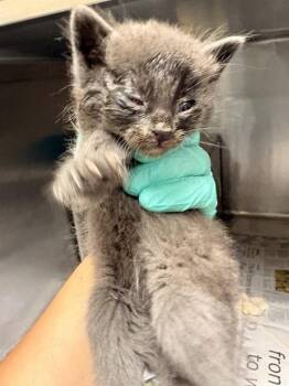 A1913939 -  Domestic Short Hair Cat for Adoption in Riverside, California - A1913939 | PetCurious