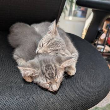 Domestic Short Hair Cats Available for Adoption in Durham, North Carolina - Arwen | PetCurious