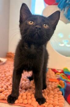 Domestic Short Hair Cats Available for Adoption in Leesburg, Virginia - PRUE | PetCurious